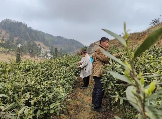 有关于织金县金龙乡：春茶吐新绿 采摘正当时的信息(1)