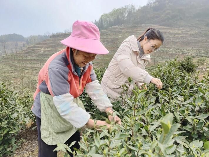 有关于织金县金龙乡：春茶吐新绿 采摘正当时的信息