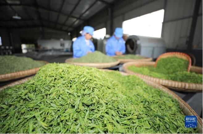 有关于湖北省宣恩县“明前茶”采摘加工忙的相关信息(3)