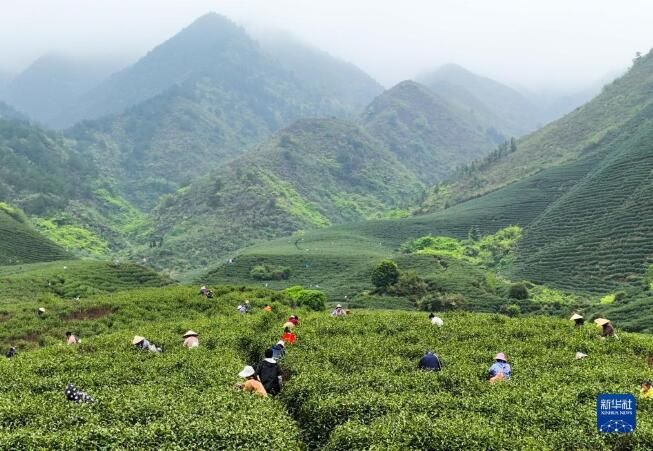 有关于湖北省宣恩县“明前茶”采摘加工忙的相关信息(4)