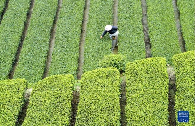 有关于湖北省宣恩县“明前茶”采摘加工忙的相关信息(1)