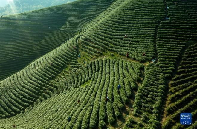 有关于湖北省宣恩县“明前茶”采摘加工忙的相关信息(2)