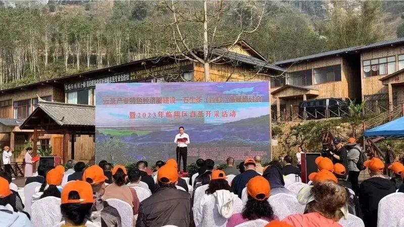 关于2023年临翔区春茶开采活动在邦东举行的内容(2)