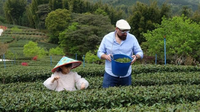 有关于以茶为媒”龙门县举办首届采茶节，助力旅游高质量发展的内容(1)