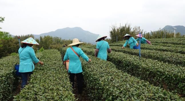 有关于以茶为媒”龙门县举办首届采茶节，助力旅游高质量发展的内容