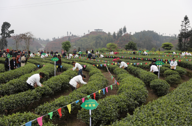 关于擦亮“中国紫茶之乡”金字招牌！2023年中国·沐川紫茶节举行的内容(6)