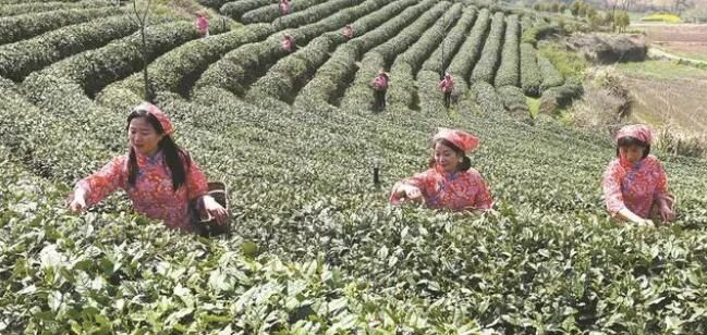 有关于合肥市蜀山区 “赶早”的春茶“好喝”吗的资讯