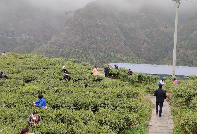 有关于沿河敖家村：春雨润茶香 相携采茶忙的消息(5)
