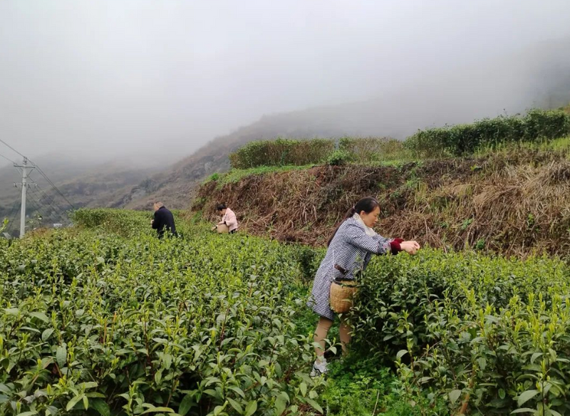 有关于沿河敖家村：春雨润茶香 相携采茶忙的消息(1)