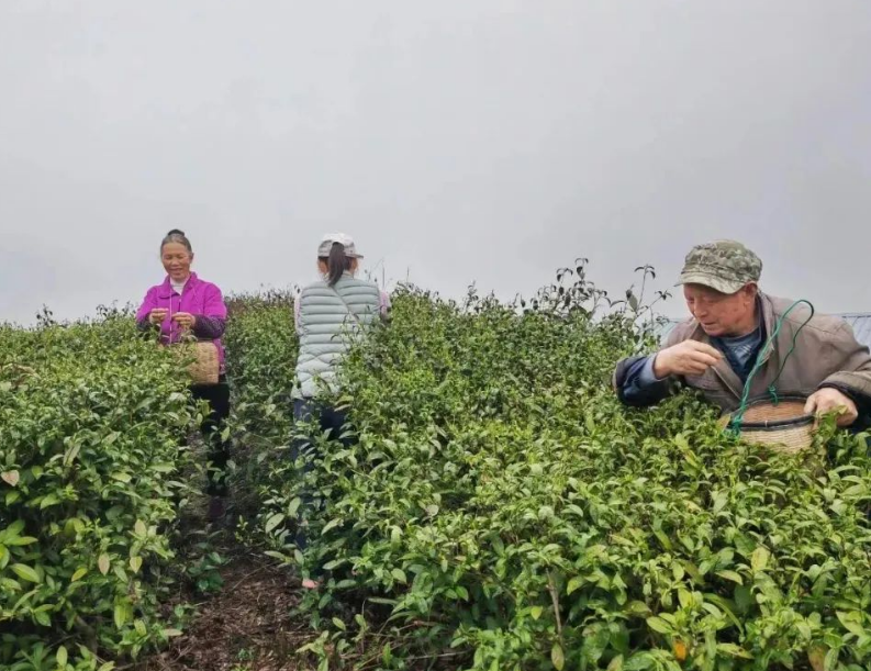 有关于沿河敖家村：春雨润茶香 相携采茶忙的消息(2)
