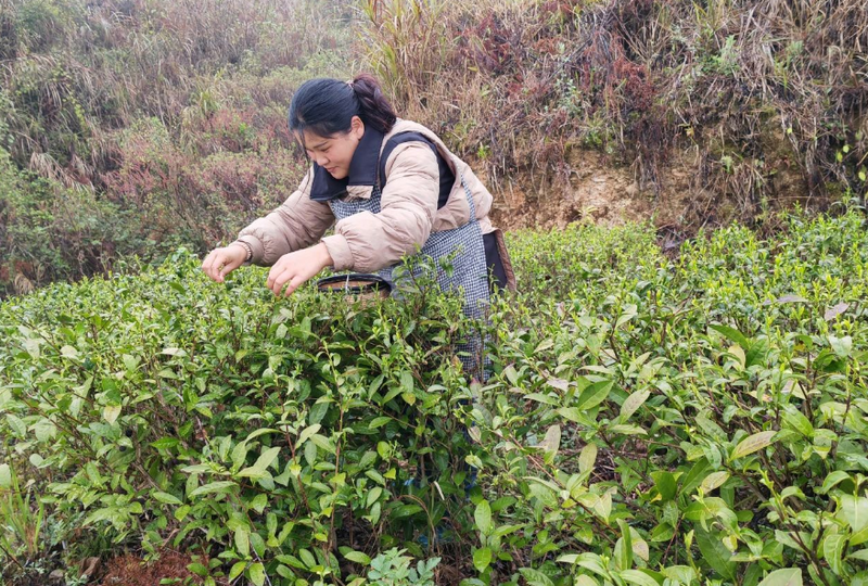 有关于沿河敖家村：春雨润茶香 相携采茶忙的消息(4)