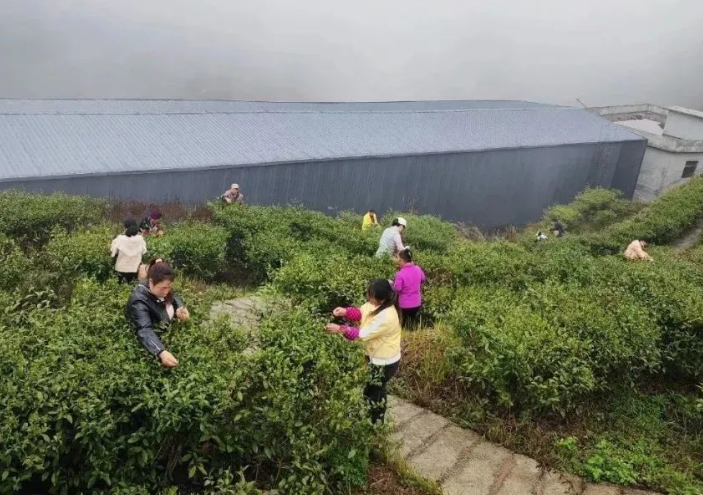 有关于沿河敖家村：春雨润茶香 相携采茶忙的消息(3)