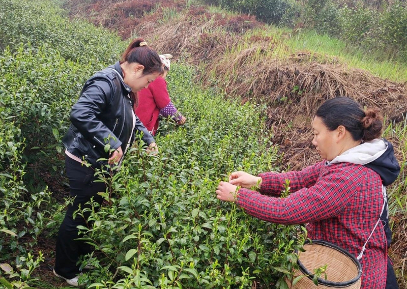有关于沿河敖家村：春雨润茶香 相携采茶忙的消息