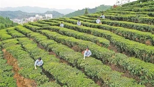 有关于苍梧县举行开茶节，促进茶文旅融合——9.2万亩春茶进入采摘期的新闻