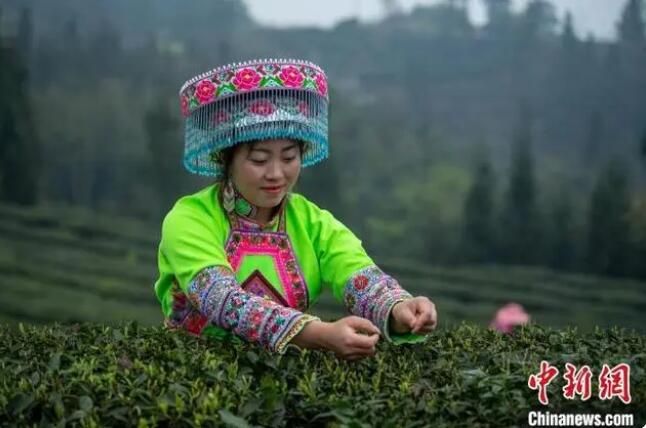 关于四川马边：彝茶飘香 小凉山高山茶开采的内容(4)