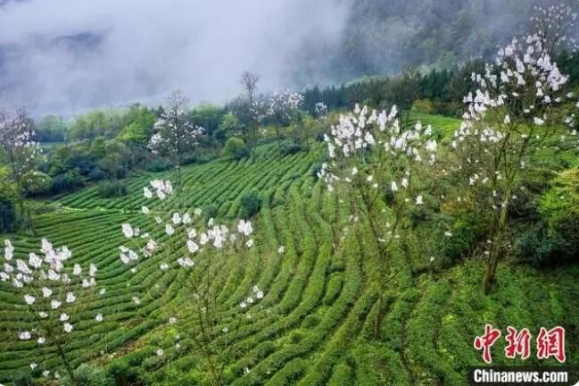 关于四川马边：彝茶飘香 小凉山高山茶开采的内容(8)