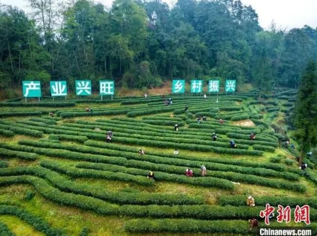 关于四川马边：彝茶飘香 小凉山高山茶开采的内容