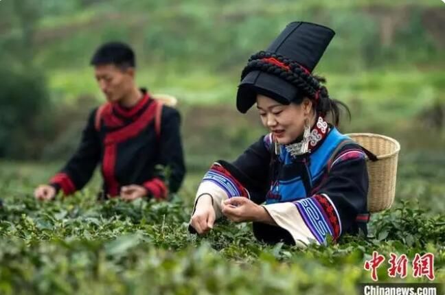 关于四川马边：彝茶飘香 小凉山高山茶开采的内容(2)