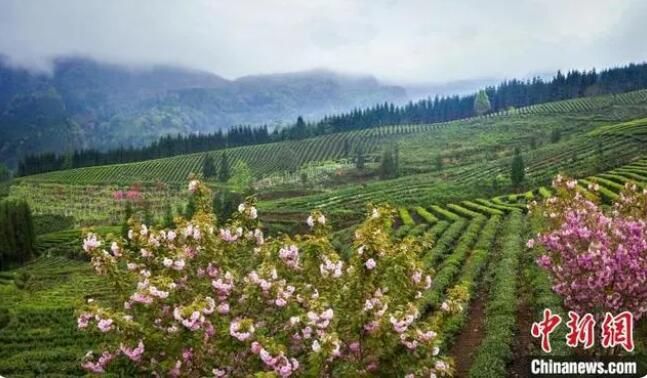 关于四川马边：彝茶飘香 小凉山高山茶开采的内容(6)