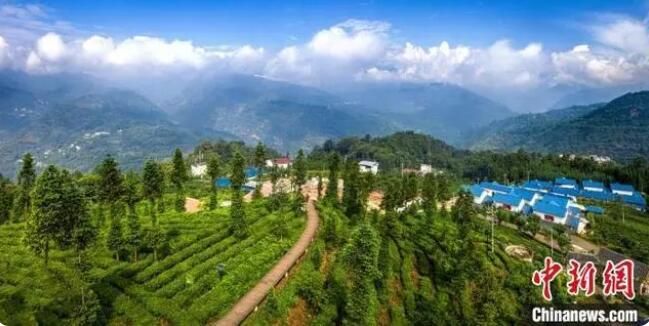 关于四川马边：彝茶飘香 小凉山高山茶开采的内容(7)