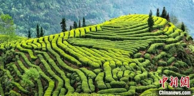 关于四川马边：彝茶飘香 小凉山高山茶开采的内容(5)