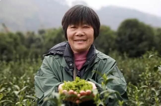 有关于临安区天目山镇 春分时节春茶香的资讯(2)