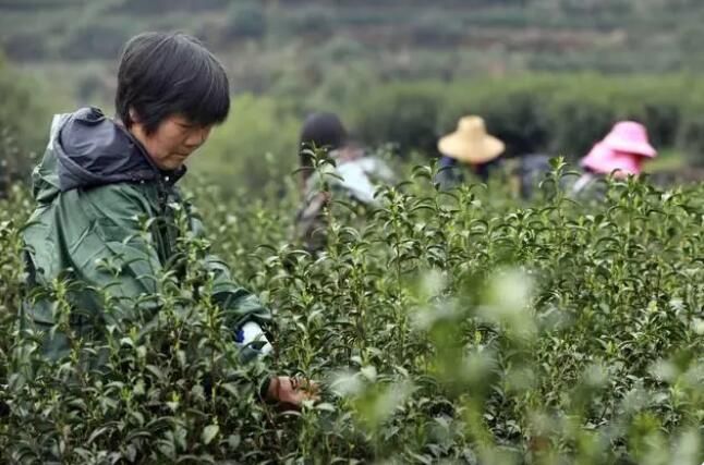 有关于临安区天目山镇 春分时节春茶香的资讯