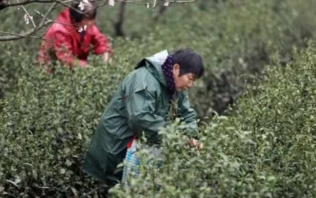 有关于临安区天目山镇 春分时节春茶香的资讯(1)