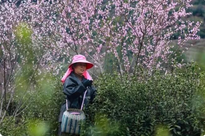 有关于临安区天目山镇 春分时节春茶香的资讯(3)