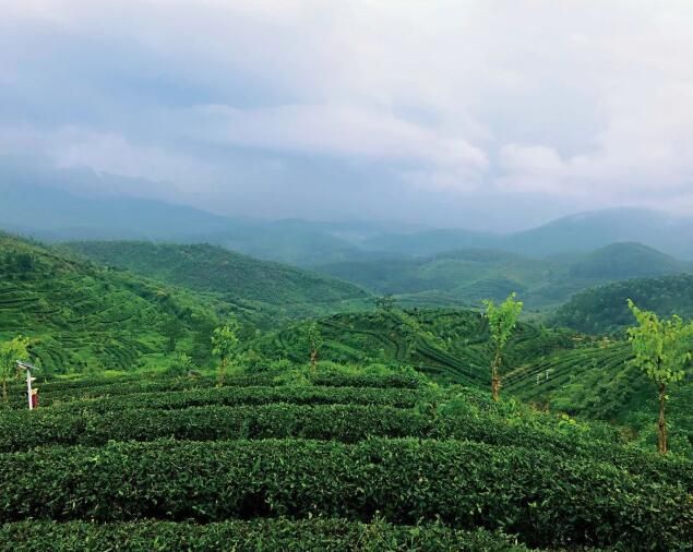 有关于江门开平春茶，开采！的消息(3)