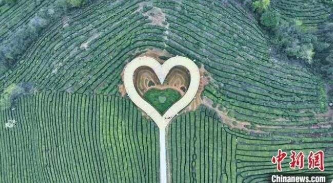 关于湖北五峰：春茶开园 茶农开启“增收季”的新闻(1)