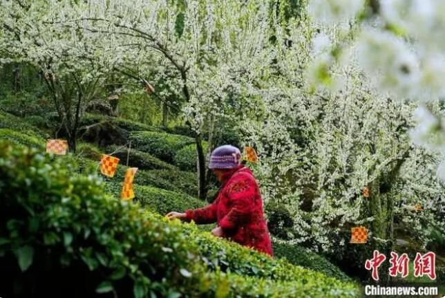 关于湖北五峰：春茶开园 茶农开启“增收季”的新闻