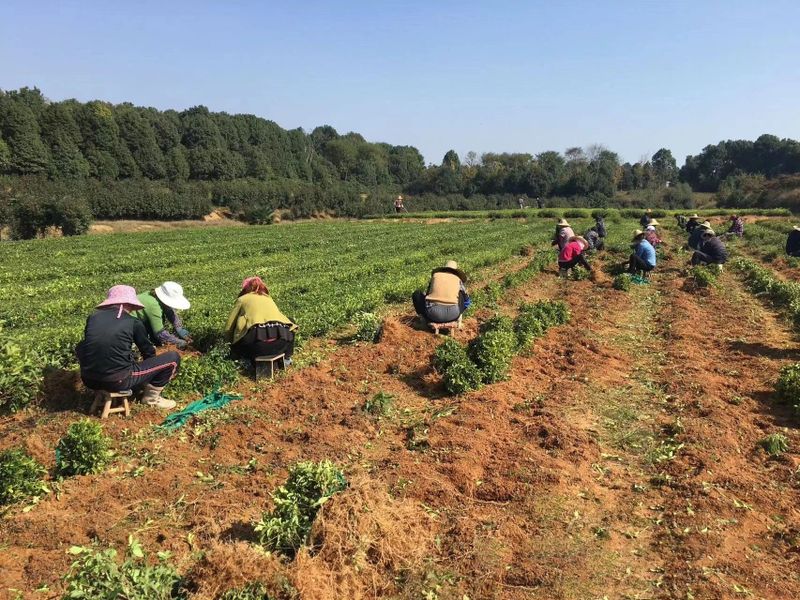 关于郎溪：“茶经济”一年之计“不止”于春的内容