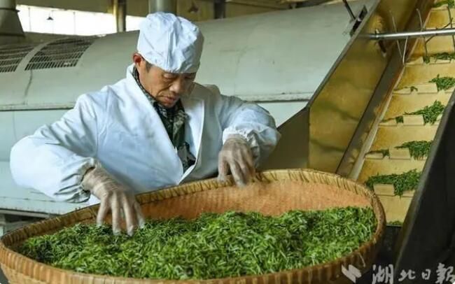 有关于湖北宣恩：春茶吐新芽 茶农采收忙的最新消息(3)