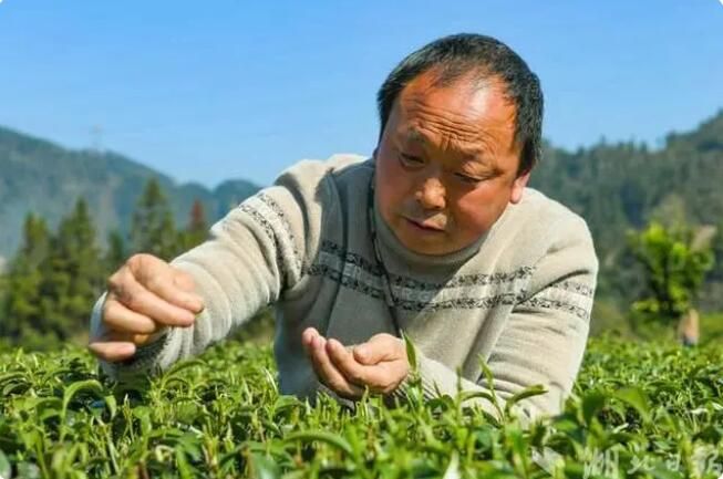 有关于湖北宣恩：春茶吐新芽 茶农采收忙的最新消息(2)