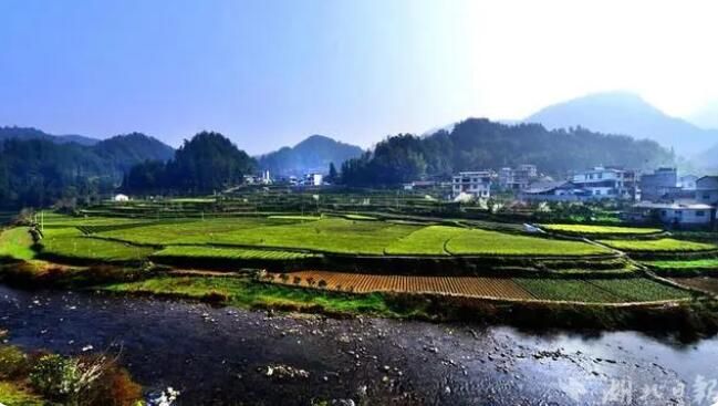 有关于湖北宣恩：春茶吐新芽 茶农采收忙的最新消息(5)