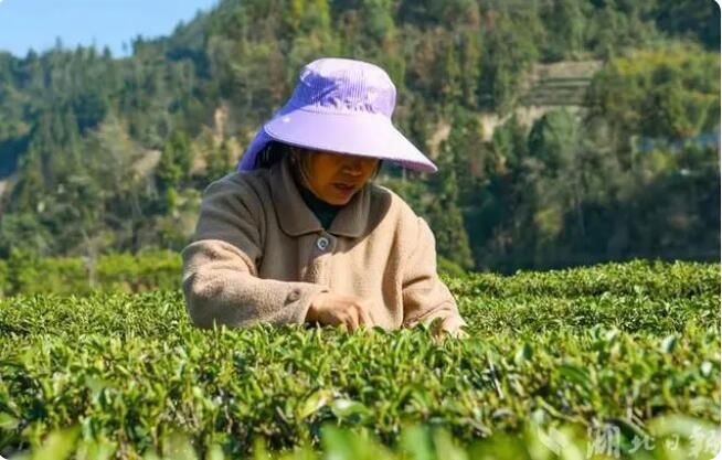 有关于湖北宣恩：春茶吐新芽 茶农采收忙的最新消息(1)