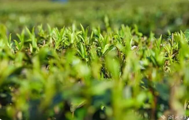 有关于湖北宣恩：春茶吐新芽 茶农采收忙的最新消息(4)