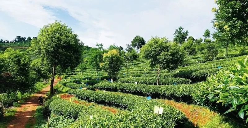 关于一周速读：多地春茶开采上市、首届中国红茶大会、云南绿茶、湄潭最美茶园的相关内容(4)