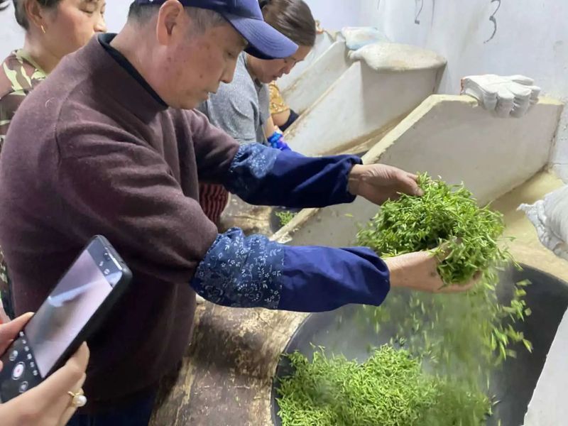 关于一周速读：多地春茶开采上市、首届中国红茶大会、云南绿茶、湄潭最美茶园的相关内容(3)