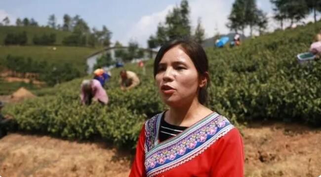 有关于江华：春暖茶飘香 明前采茶忙的相关信息(6)