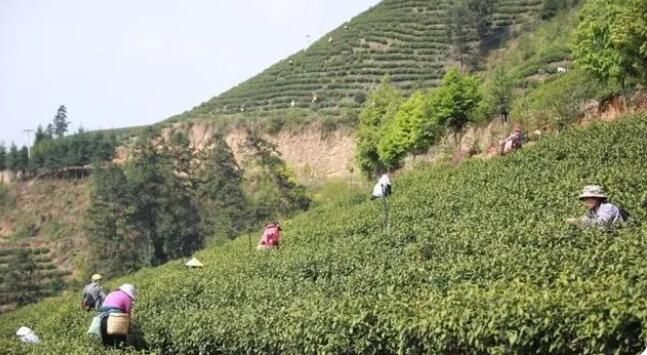 有关于江华：春暖茶飘香 明前采茶忙的相关信息(1)