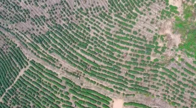 有关于江华：春暖茶飘香 明前采茶忙的相关信息