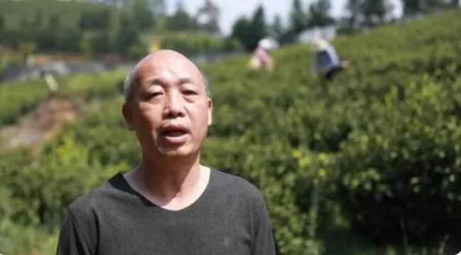 有关于江华：春暖茶飘香 明前采茶忙的相关信息(2)