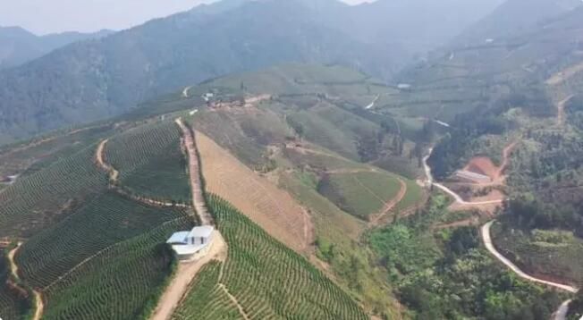 有关于江华：春暖茶飘香 明前采茶忙的相关信息(5)