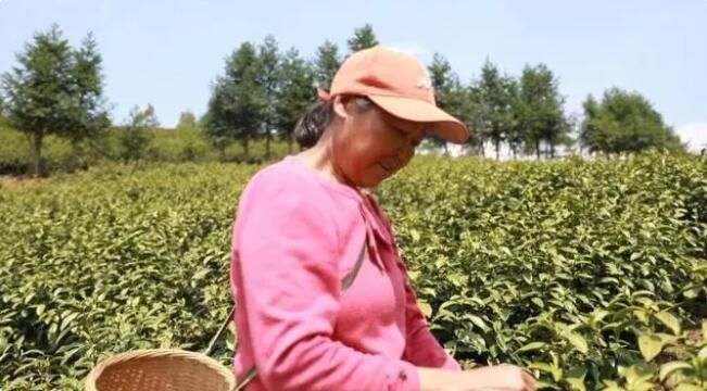 有关于江华：春暖茶飘香 明前采茶忙的相关信息(4)