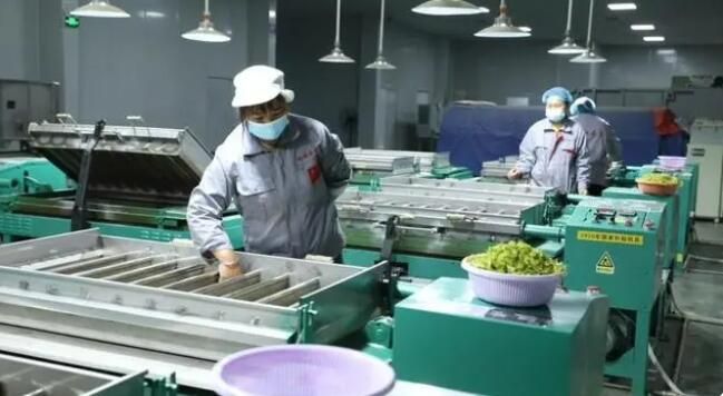 有关于江华：春暖茶飘香 明前采茶忙的相关信息(3)