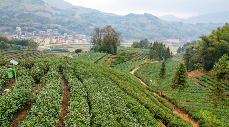 关于政和县探索“茶业+”模式 推动茶产业高质量发展的最新消息(1)