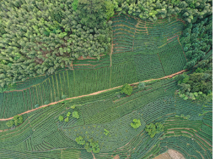 关于政和县探索“茶业+”模式 推动茶产业高质量发展的最新消息