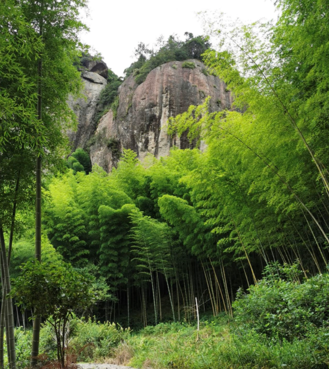 关于政和县探索“茶业+”模式 推动茶产业高质量发展的最新消息(4)